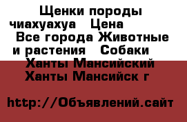 Щенки породы чиахуахуа › Цена ­ 12 000 - Все города Животные и растения » Собаки   . Ханты-Мансийский,Ханты-Мансийск г.